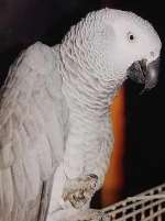 An African grey parrot similar to Opal