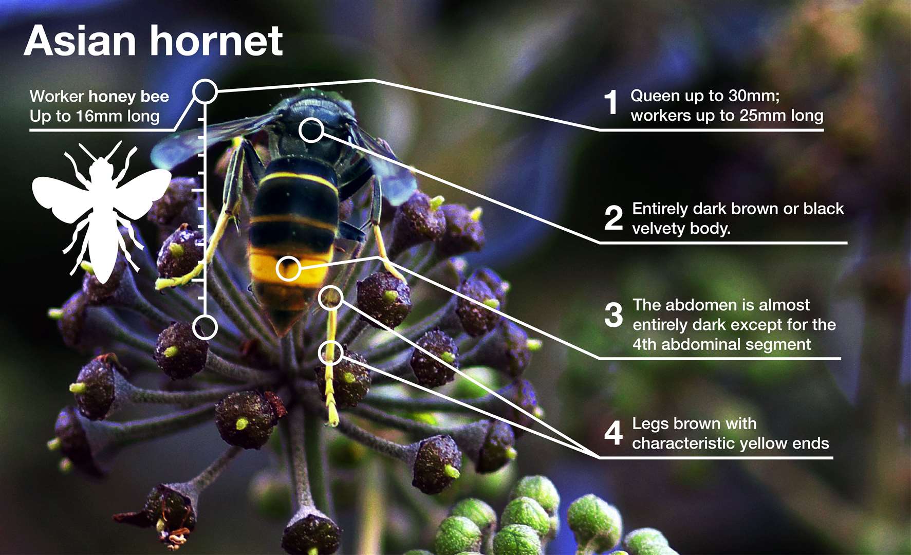 Defra images show the distinctive characteristics of the Asian hornet