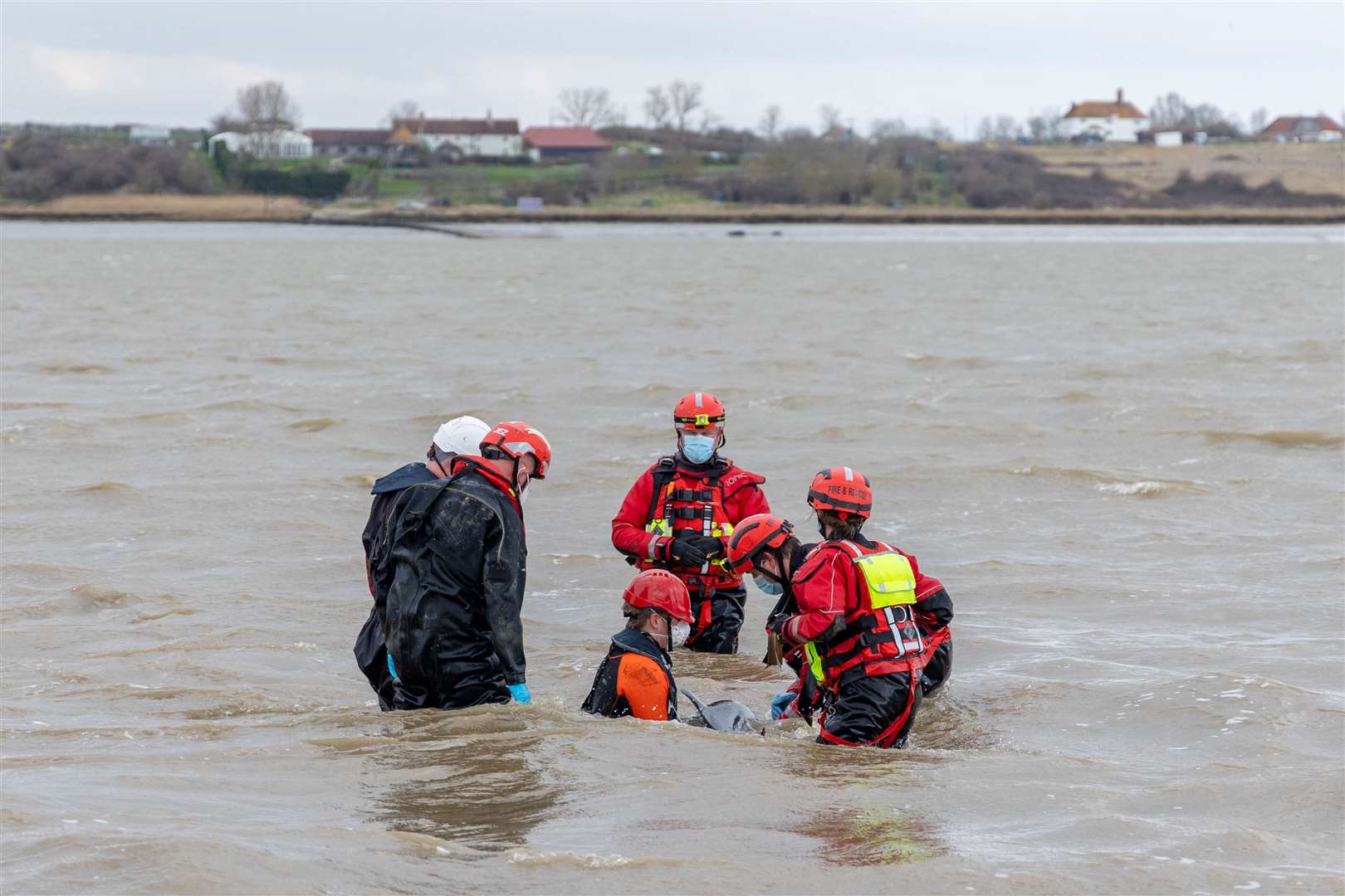 Firefighters were joined by experts from British Divers Marine Life Rescue. Picture: Kent Fire and Rescue Service