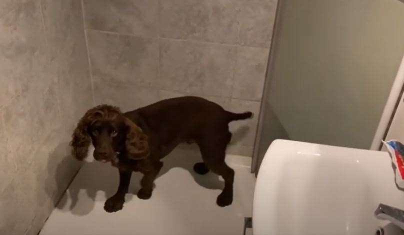 Cocker spaniel Yoyo sniffed out thousands of cigarettes hidden behind the wall of a shower in Chatham
