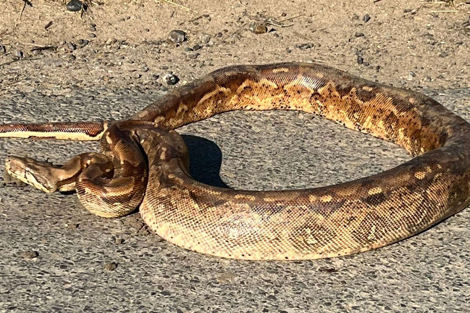 The python was soaking up the sun in Reculver
