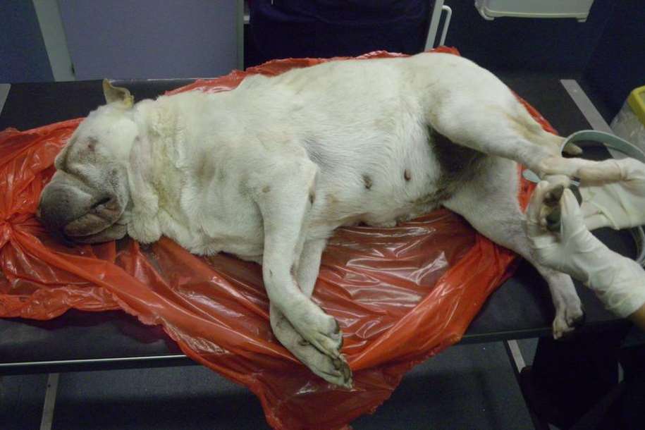 This Shar-Pei dog, Ruby, was beaten to death in Lordswood