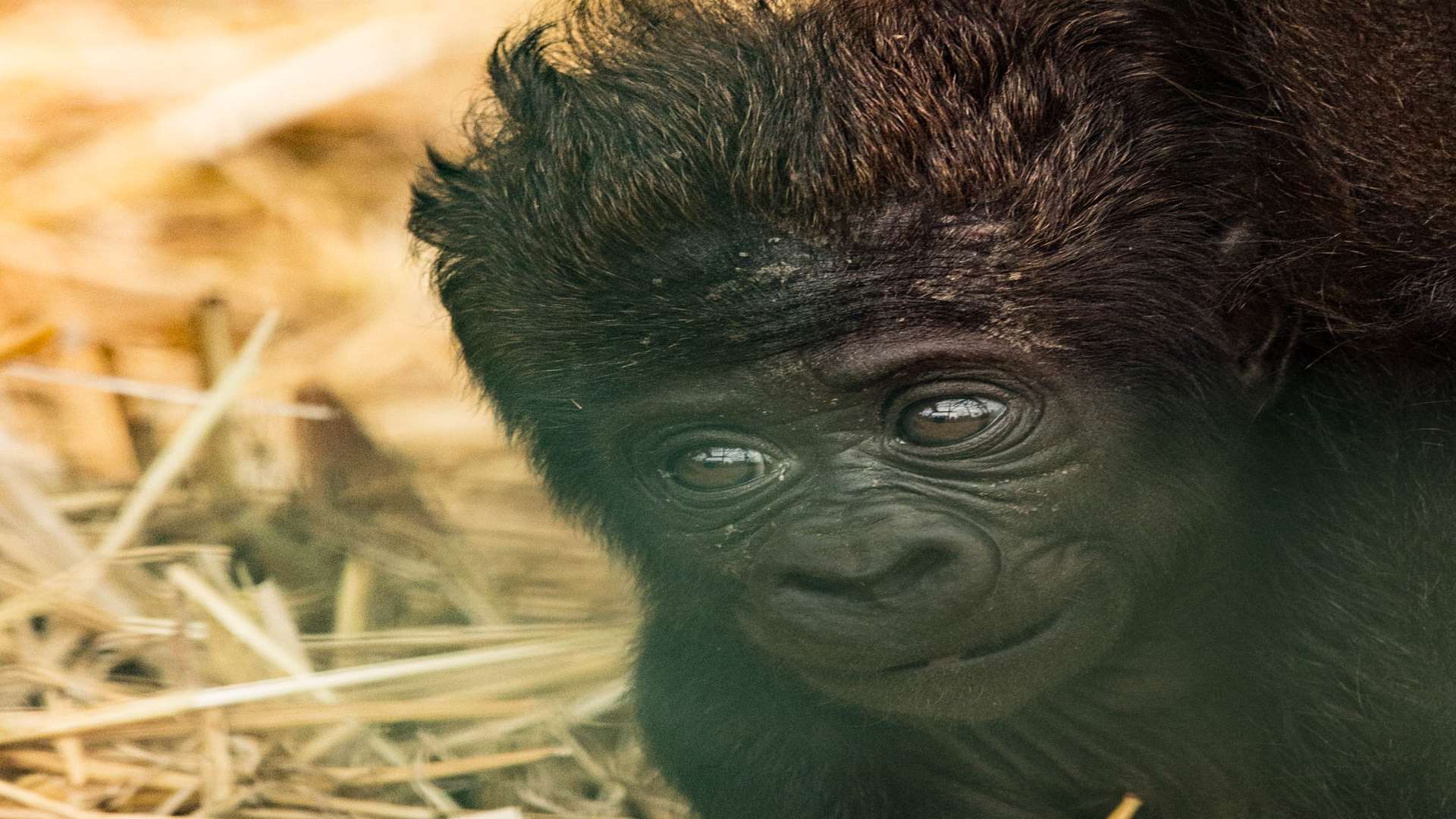 A baby gorilla at Howletts Wild Animal Park near Canterbury