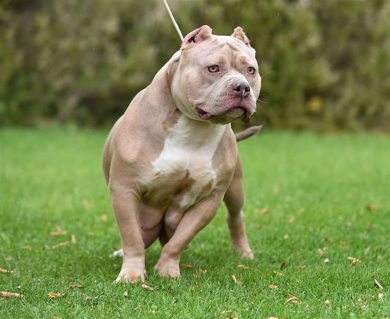 An American Bully dog. Picture: iStock / alberto clemares exposito