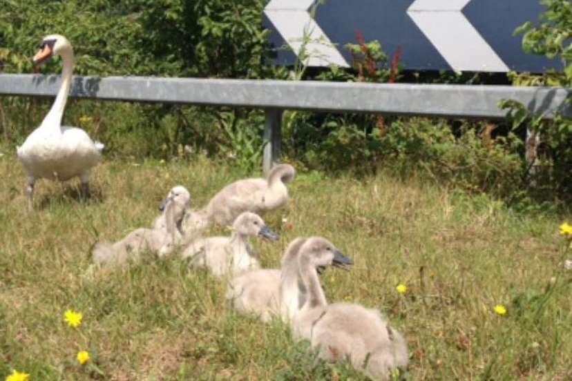 The feathery family were taken to safety. Picture: Highways England