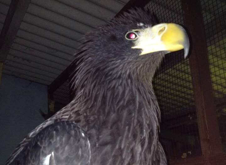 Rex the Sea Eagle is missing