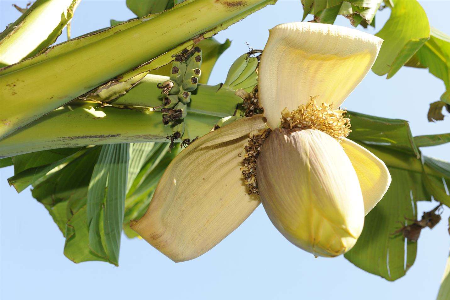 A close-up of the bananas ripening