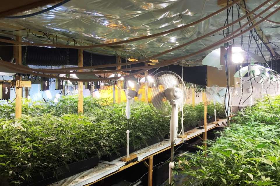 The cannabis plants were discovered as police carried out warrants