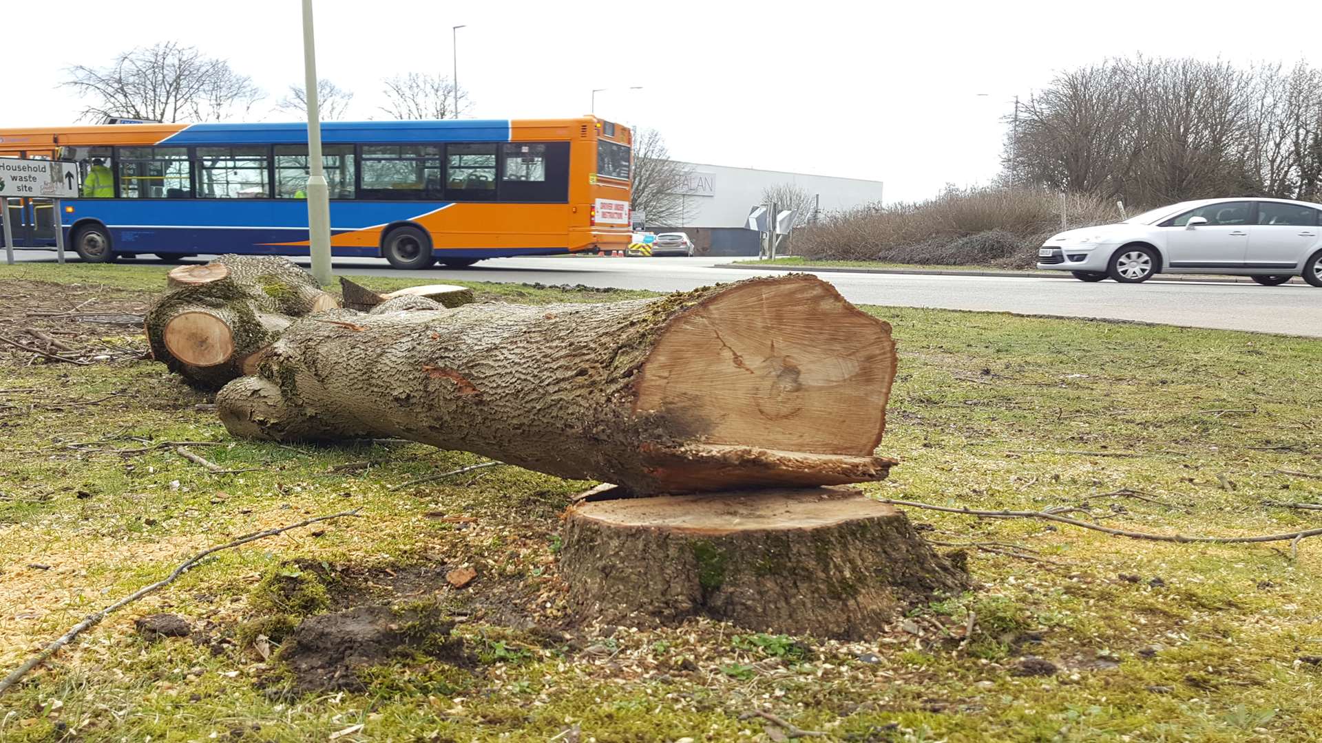 Scores of trees have already been cut down