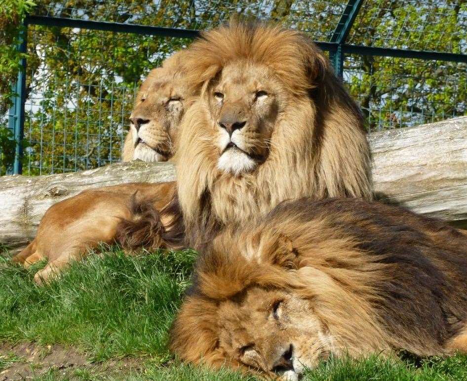 Manzi with his two brothers Tiny and Kafara. Picture: Alma Leaper, Perou and the Big Cat Sanctuary team