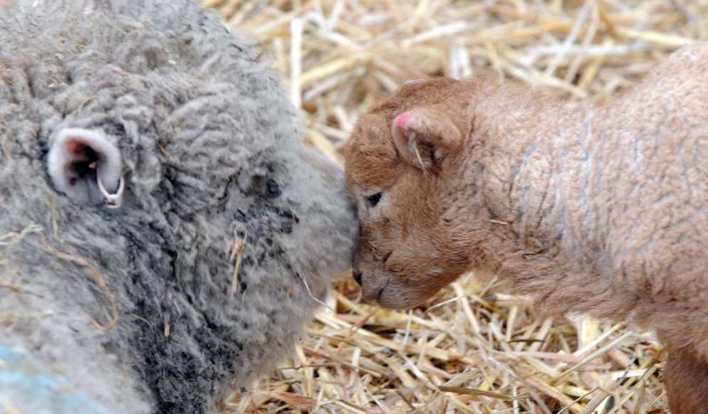 Make new friends at the Rare Breeds Centre