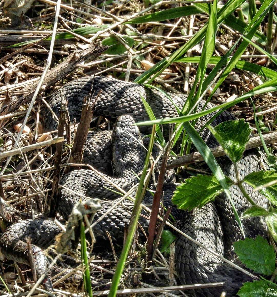 Paul Fouracre took this photo of the snake at Riverside Country Park, in Gillingham.