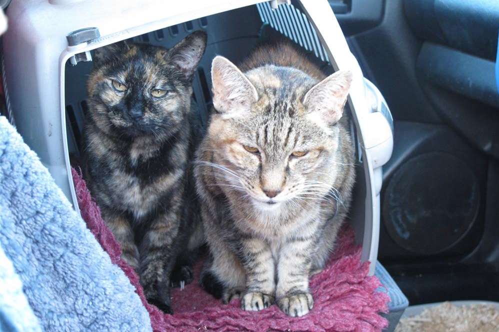 Homeless Hannah Rose is living in her car and trailer, with two cats Brinnie and Tiggles