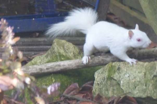 An albino squirrel has been seen eating nuts and drinking from a puddle in Hawkinge