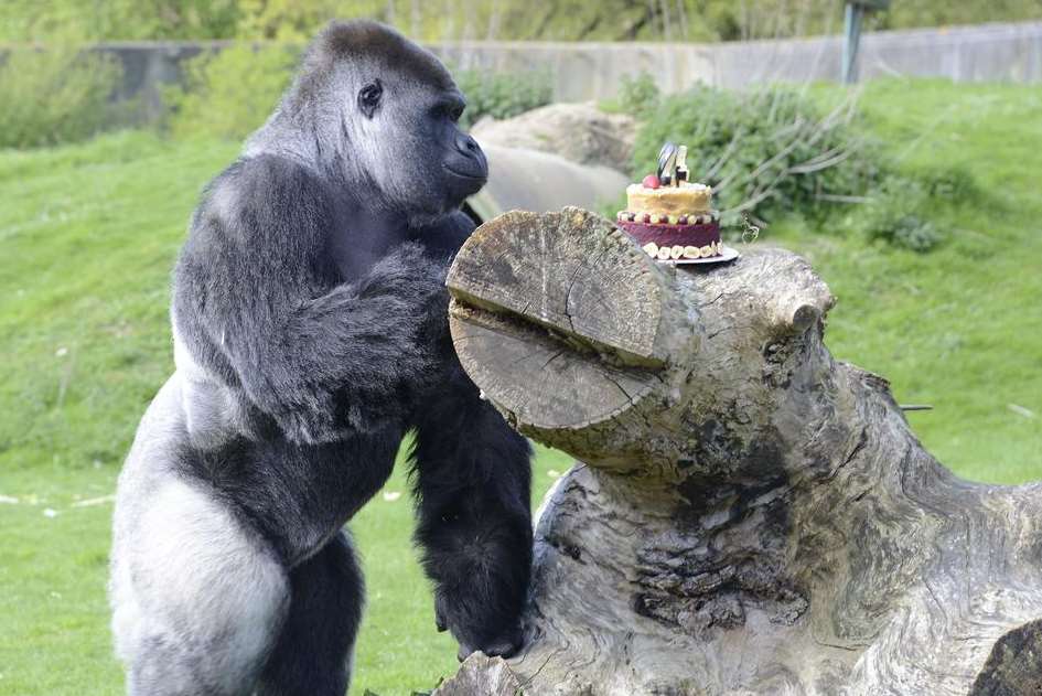 He is one of 20 gorillas at Port Lympne near Hythe