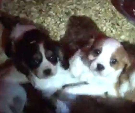 The dogs were found during an investigation into the alleged illegal breeding and sale of puppies. Picture: Kent Police