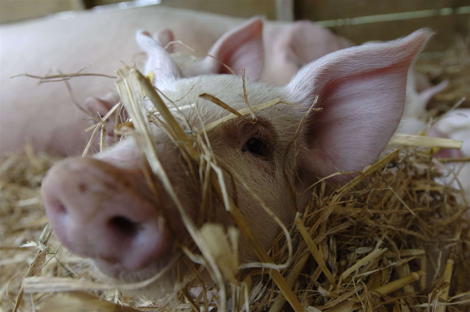 The clients who attend the farm help look after its many pigs