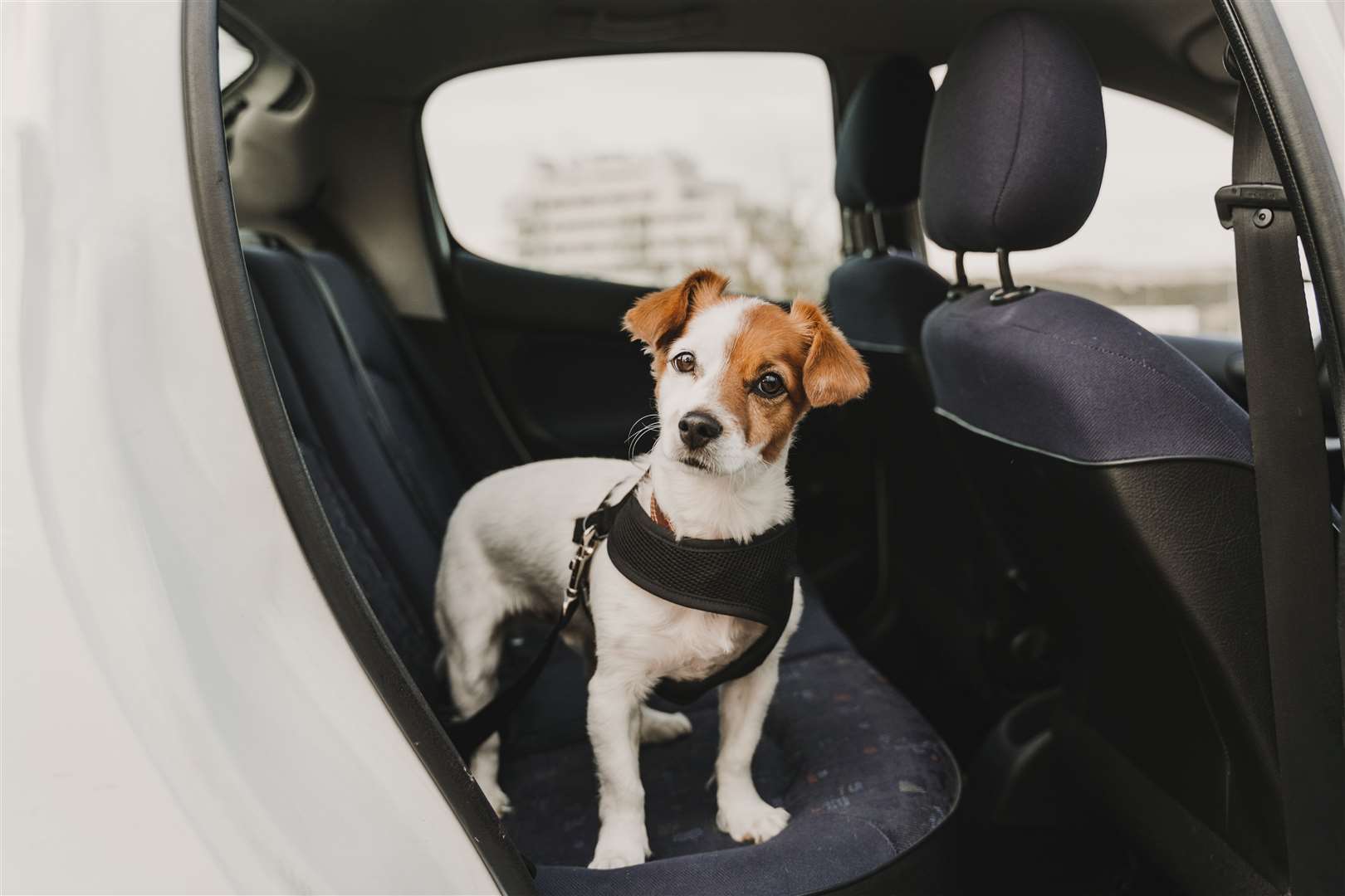 Dogs should never be left in cars unattended says the RSPCA. Photo: Stock image.