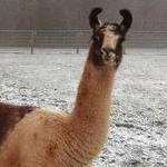 Llamas in the snow at Blue Bell Hill.