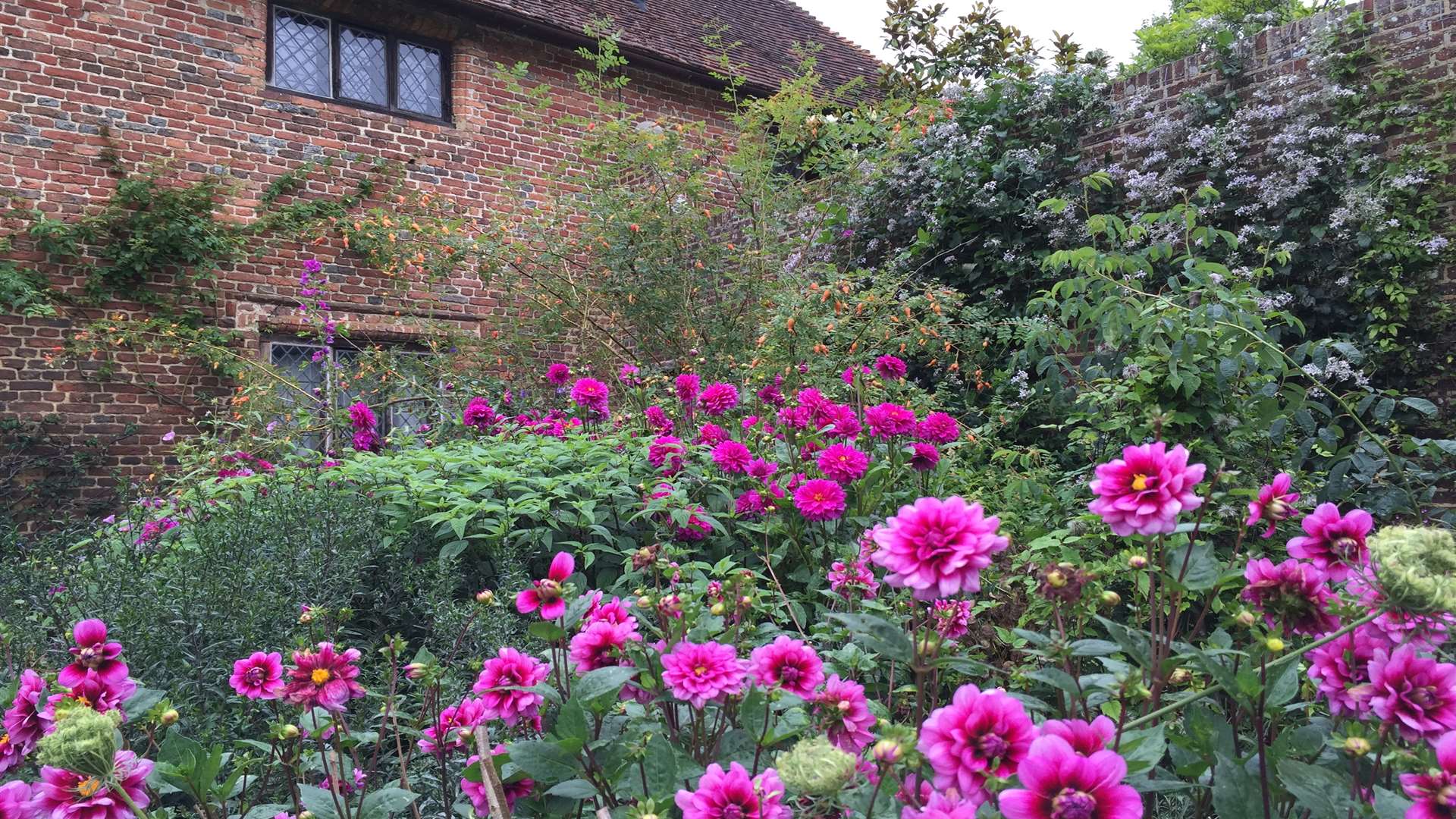 Dahlias add a splash of late summer colour to the garden