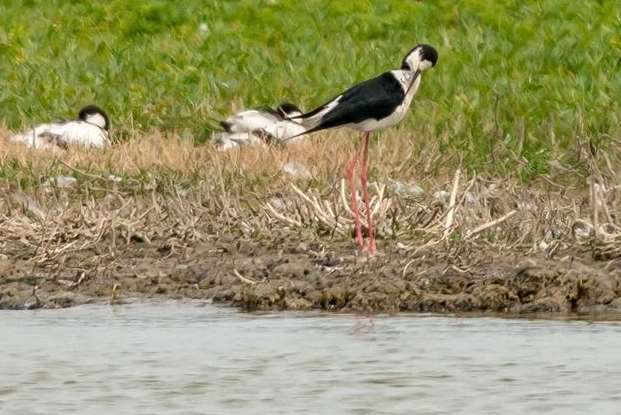 Thieves have been stealing eggs of the black-winged stilt