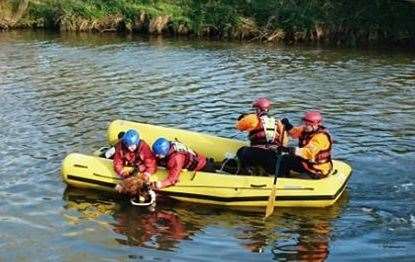 Crews pulling the calf from the water. Picture: Beks Ingram (8536019)