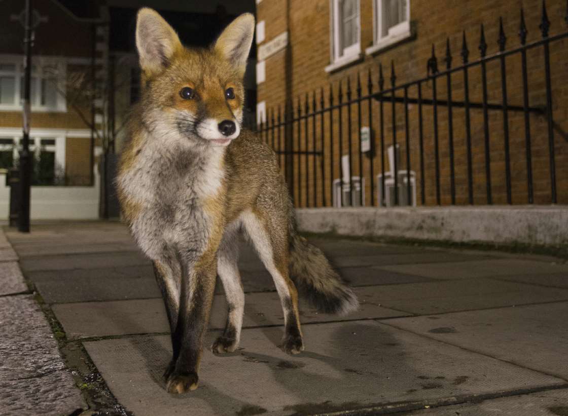 Concern has been raised over fox snares. Library image.