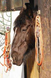 A horse at Canterbury Horse Rescue. The charity could close unless more donations are received.