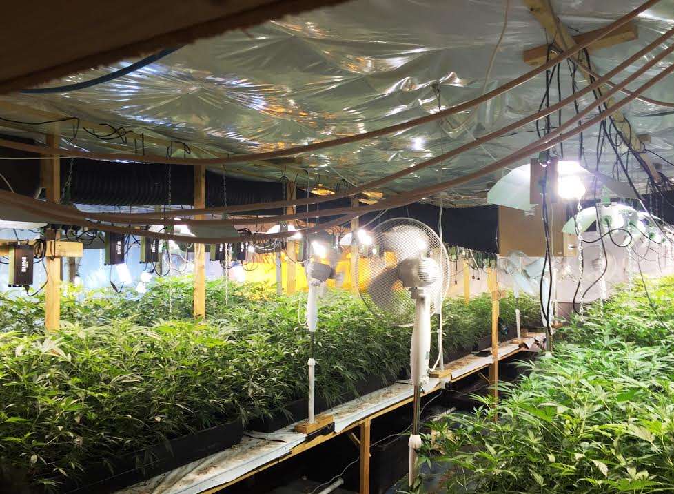 The cannabis plants were discovered as police carried out warrants