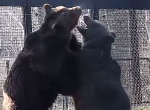 Touching scenes in video of bears meeting