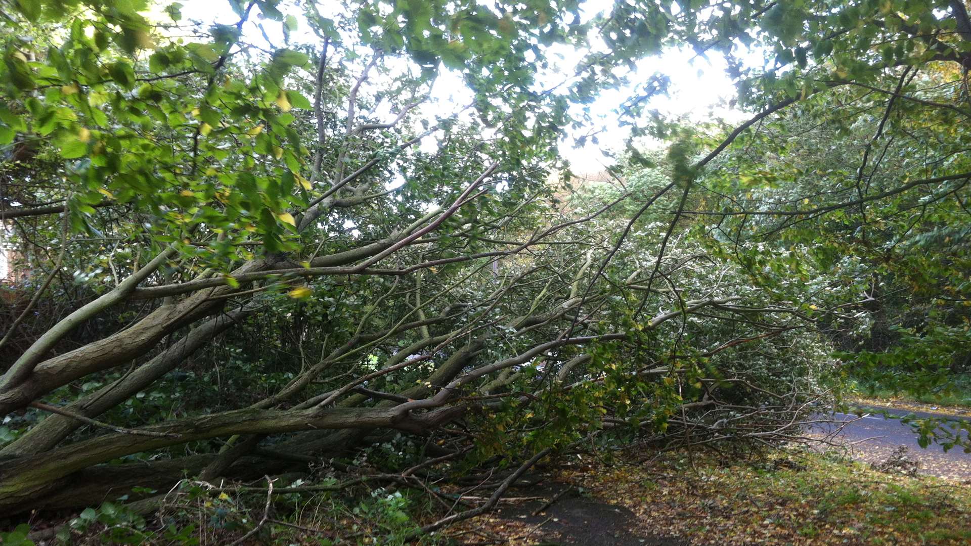 Branches block a path in Gleaming Wood Drive, Lordswood