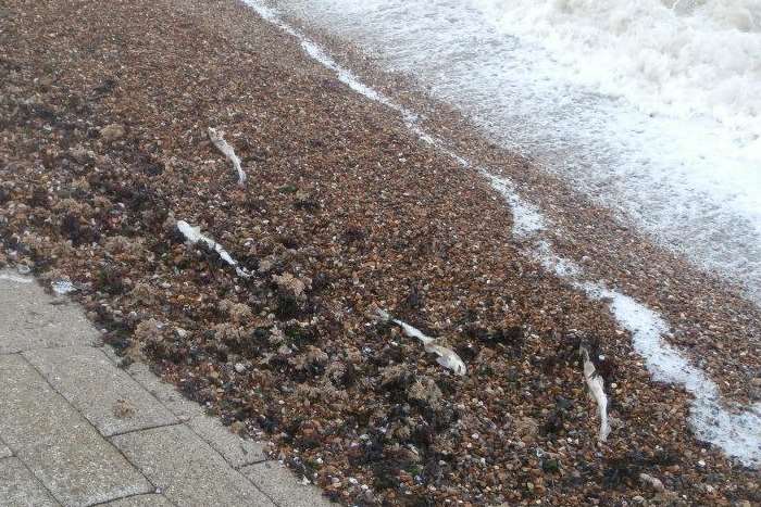 A group of dogfish sharks washed up at Herne Bay