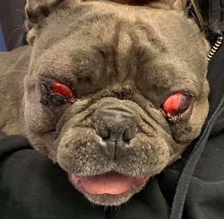 Arthur, a French bulldog, had to have his eyes removed following the accident