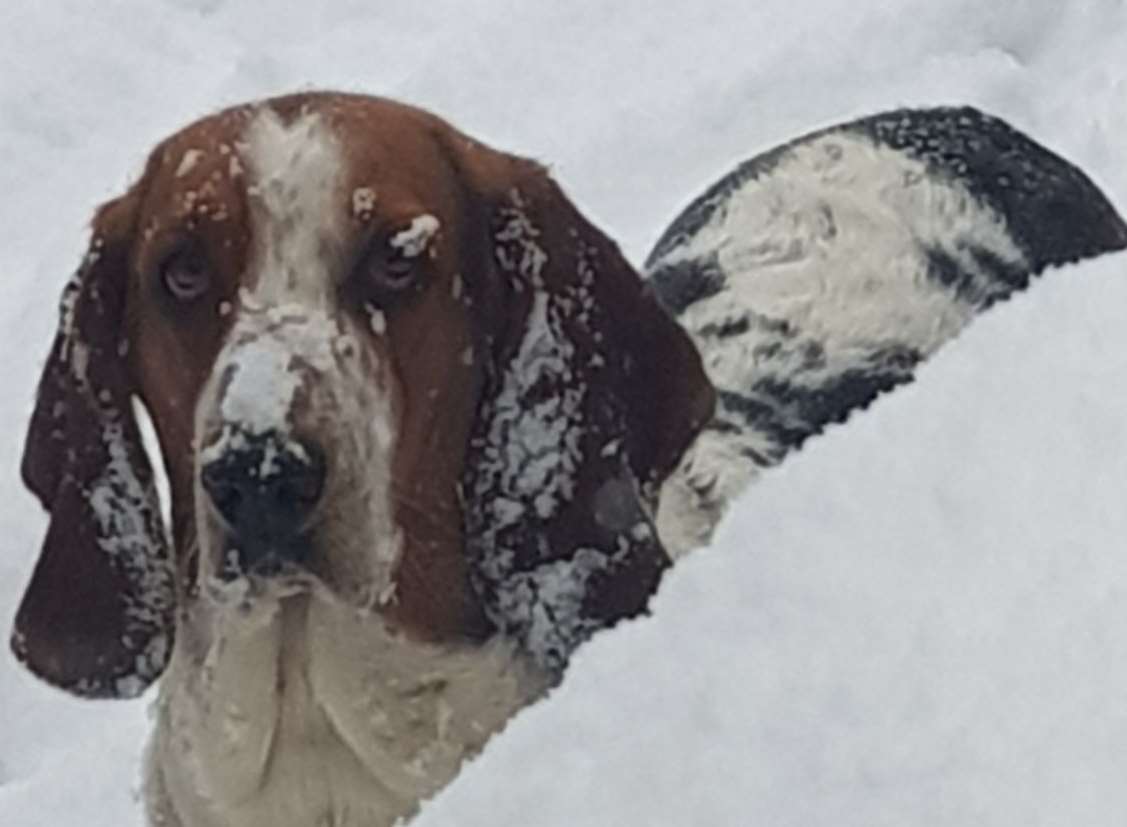 How's this for a snow dog? Picture: Joanna Miles