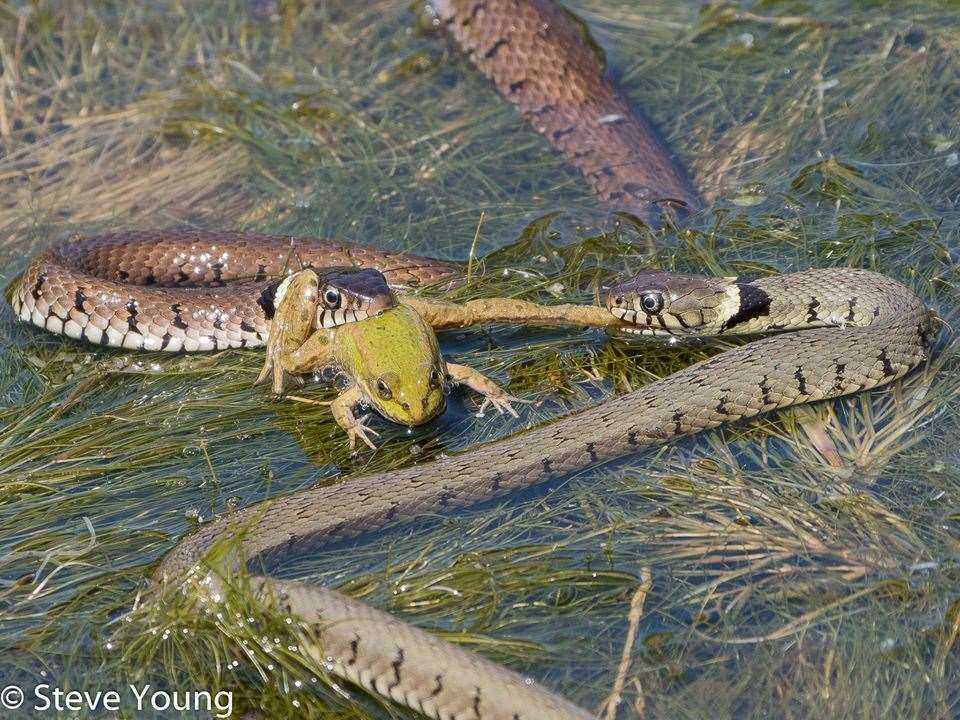 Photographer Steve Young captured this dramatic battle between two snakes over a frog at Oare Marshes. Copyright Steve Young