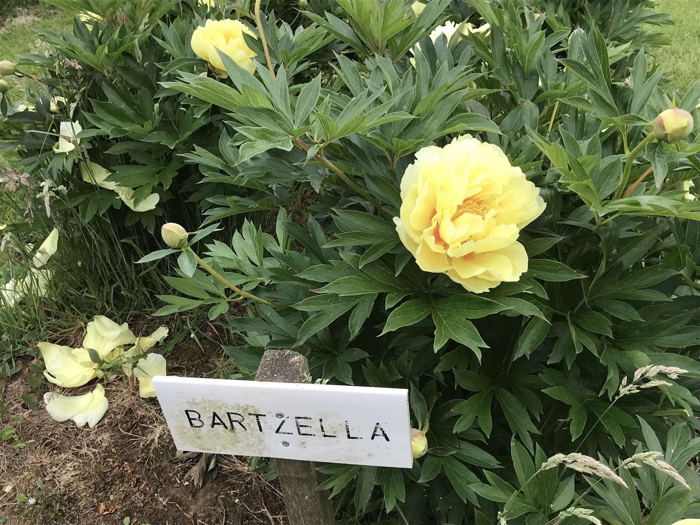 Peony Bartzella