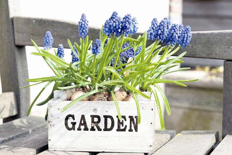 Muscari look great in spring