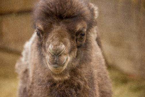 The camel was an unexpected arrival. Credit: Port Lympne Hotel & Reserve