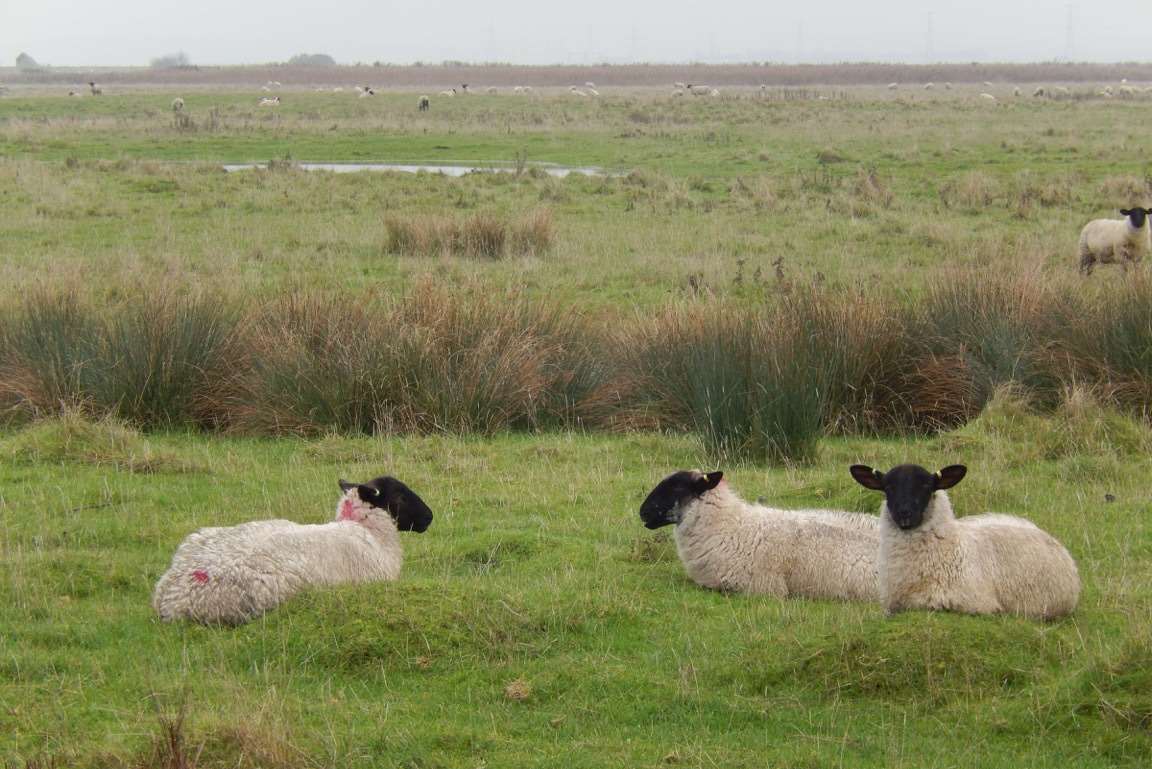 There's plenty of wildlife to spot on Uplees Marsh and usually some sheep to keep you company too