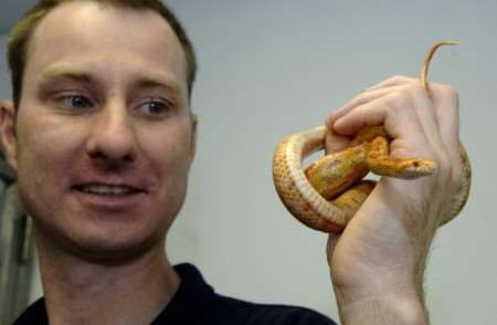 Corn snakes - best kept at arm's length. Picture: John Wardley
