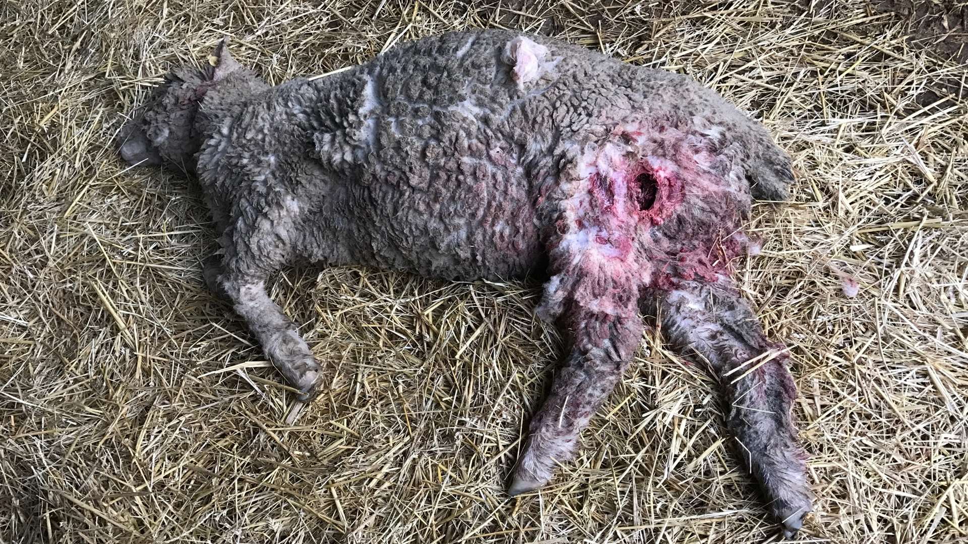 One of the sheep mauled at Silcocks Farm
