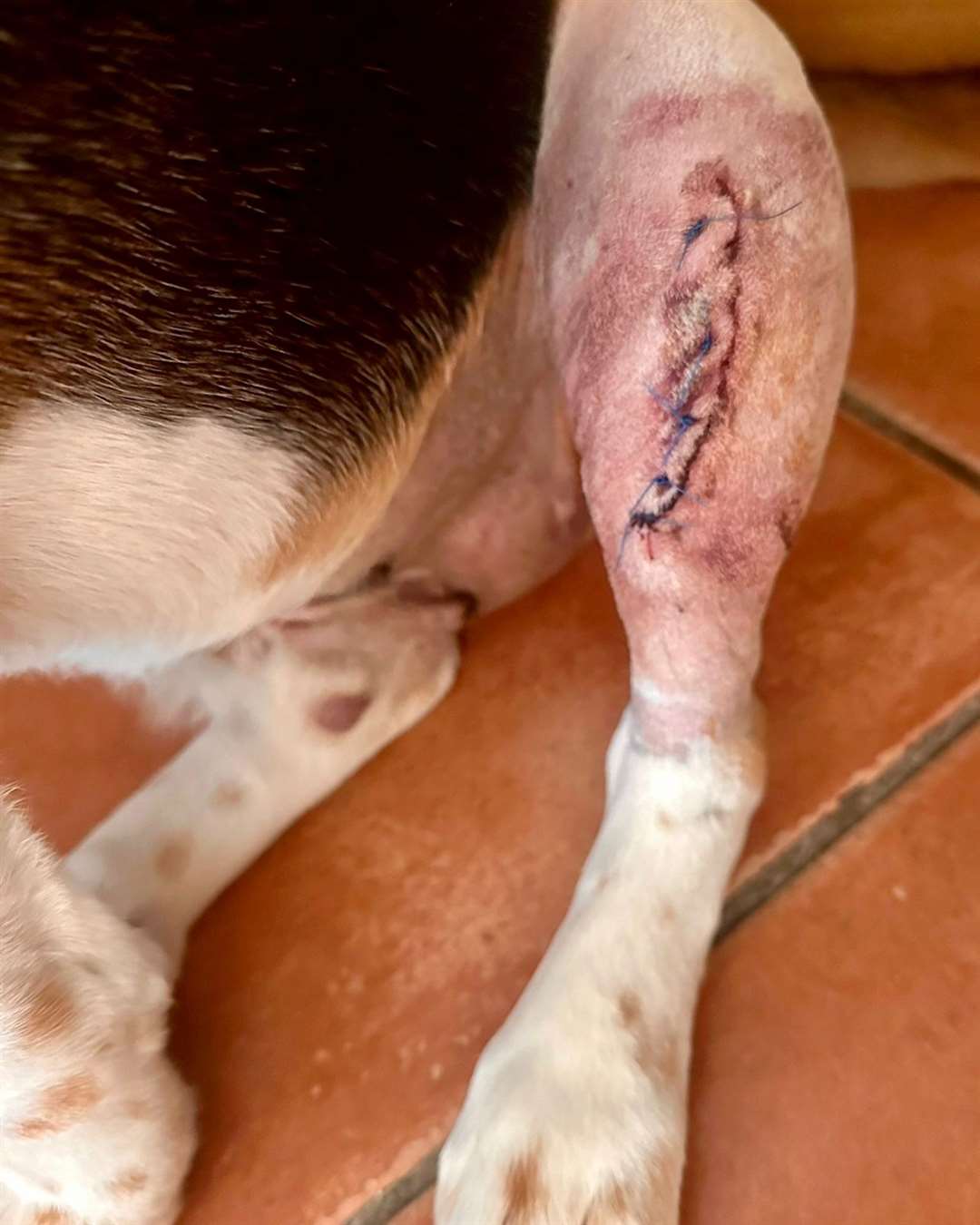 Flash the Beagle's leg stitched up. Picture: SWNS