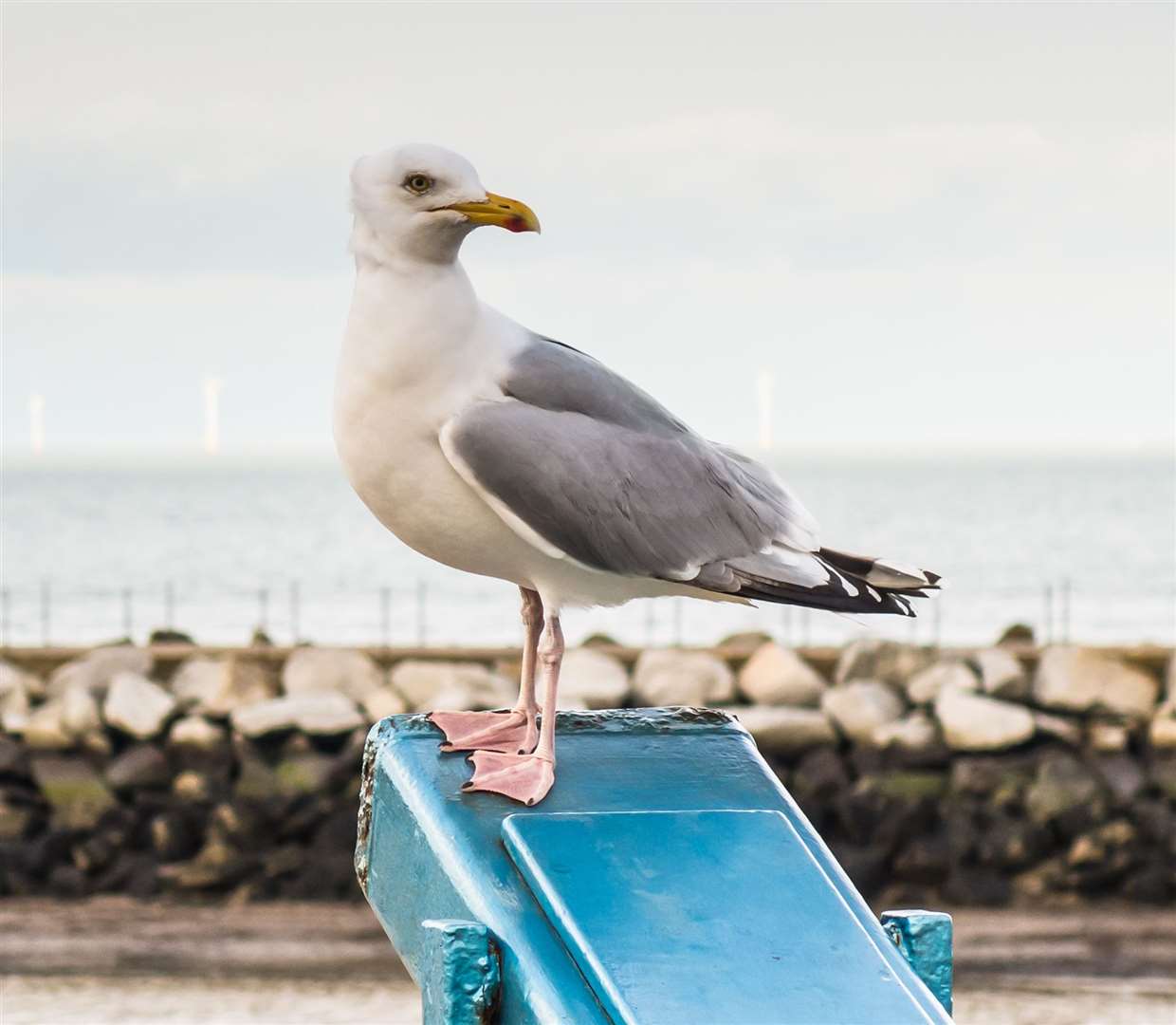 It is illegal to kill seagulls in the UK unless they pose a significant risk to public safety