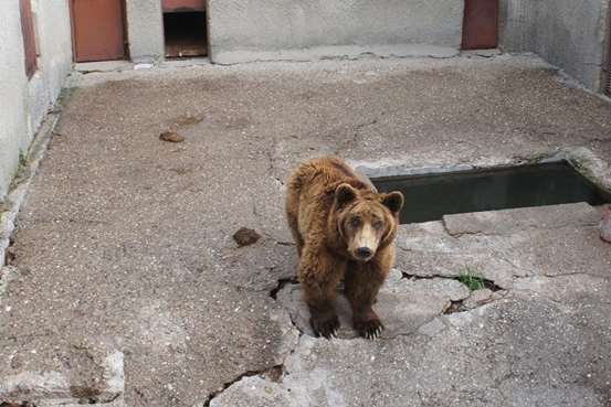 The bears were bred to be hunted by the communist regime