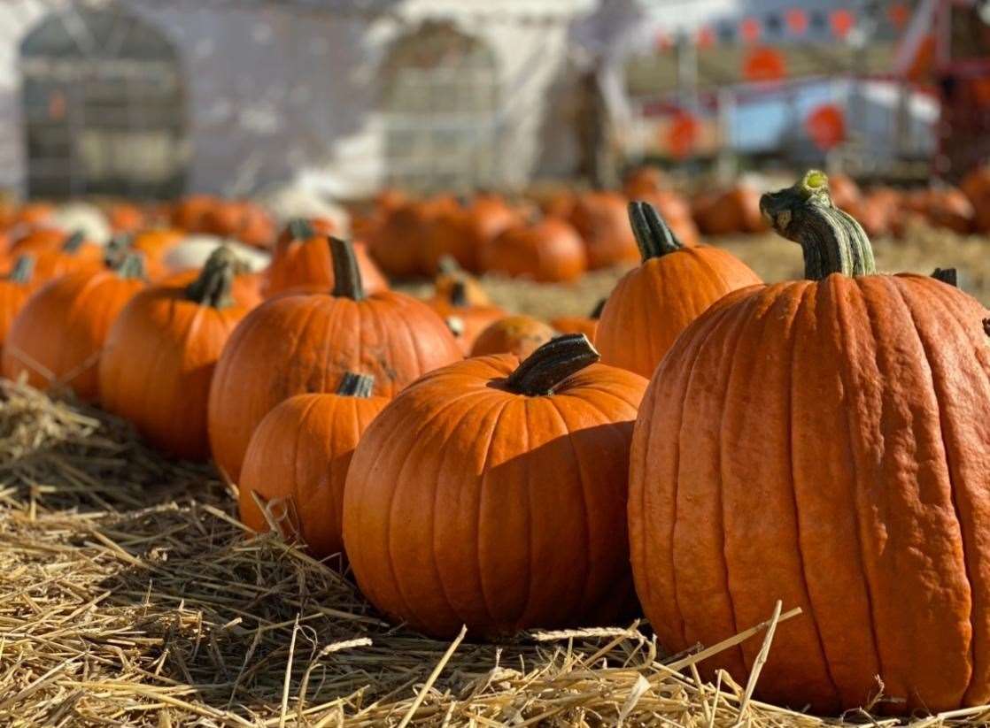 Pick up a pumpkin this October