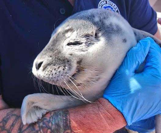 The baby seal had an infection and didn't pull through (3395727)