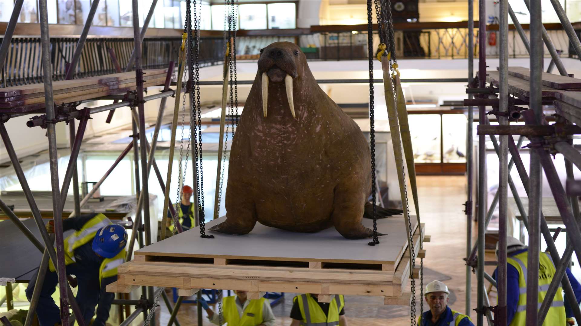The walrus gets ready for its journey. Picture: Alex Braun/Horniman museum and gardens