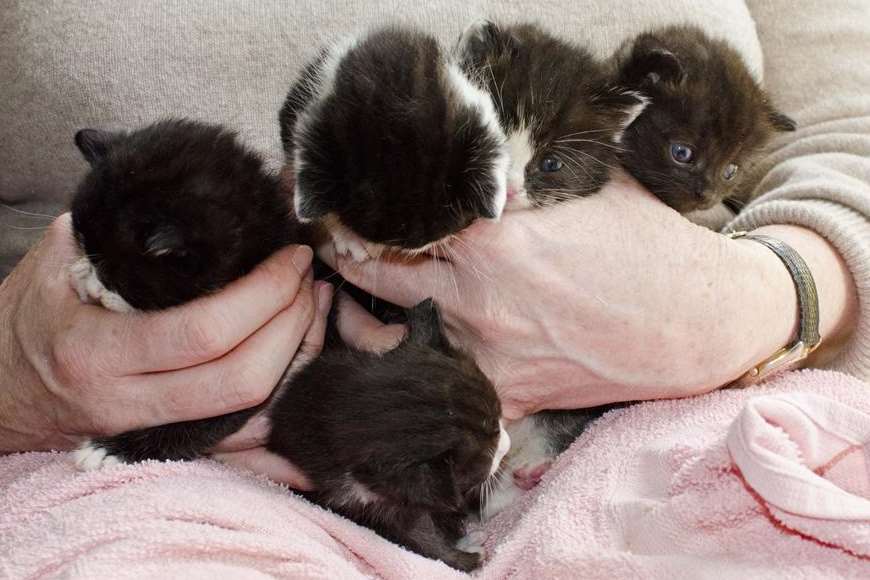 Pat King with some of the kittens found in a front garden