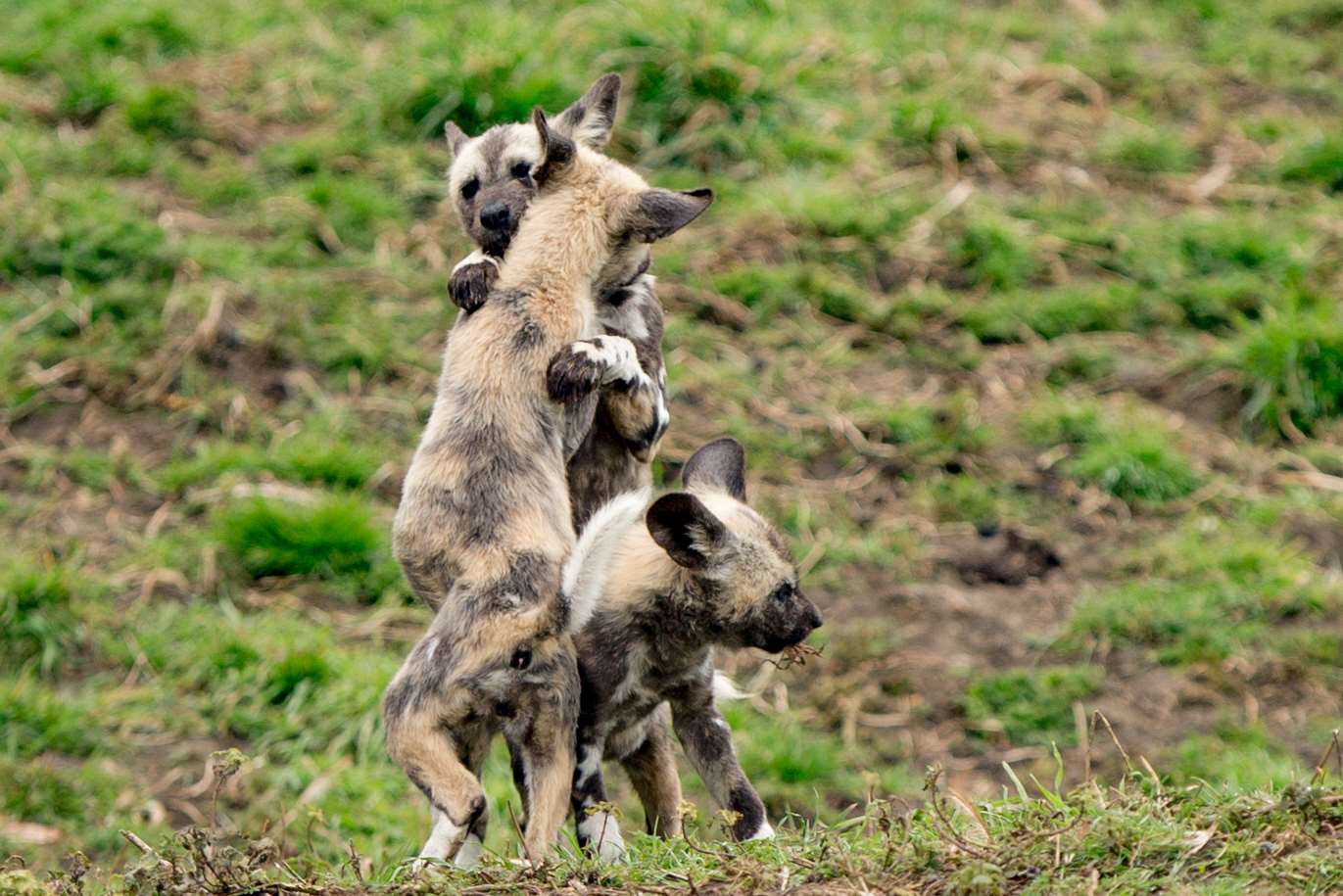 The playful new African painted dog pups at Port Lympne Reserve.