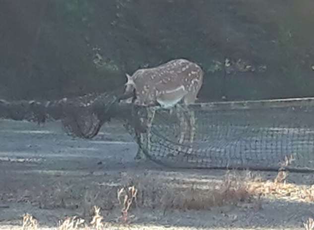 The deer got caught in the tennis net in Sevenoaks